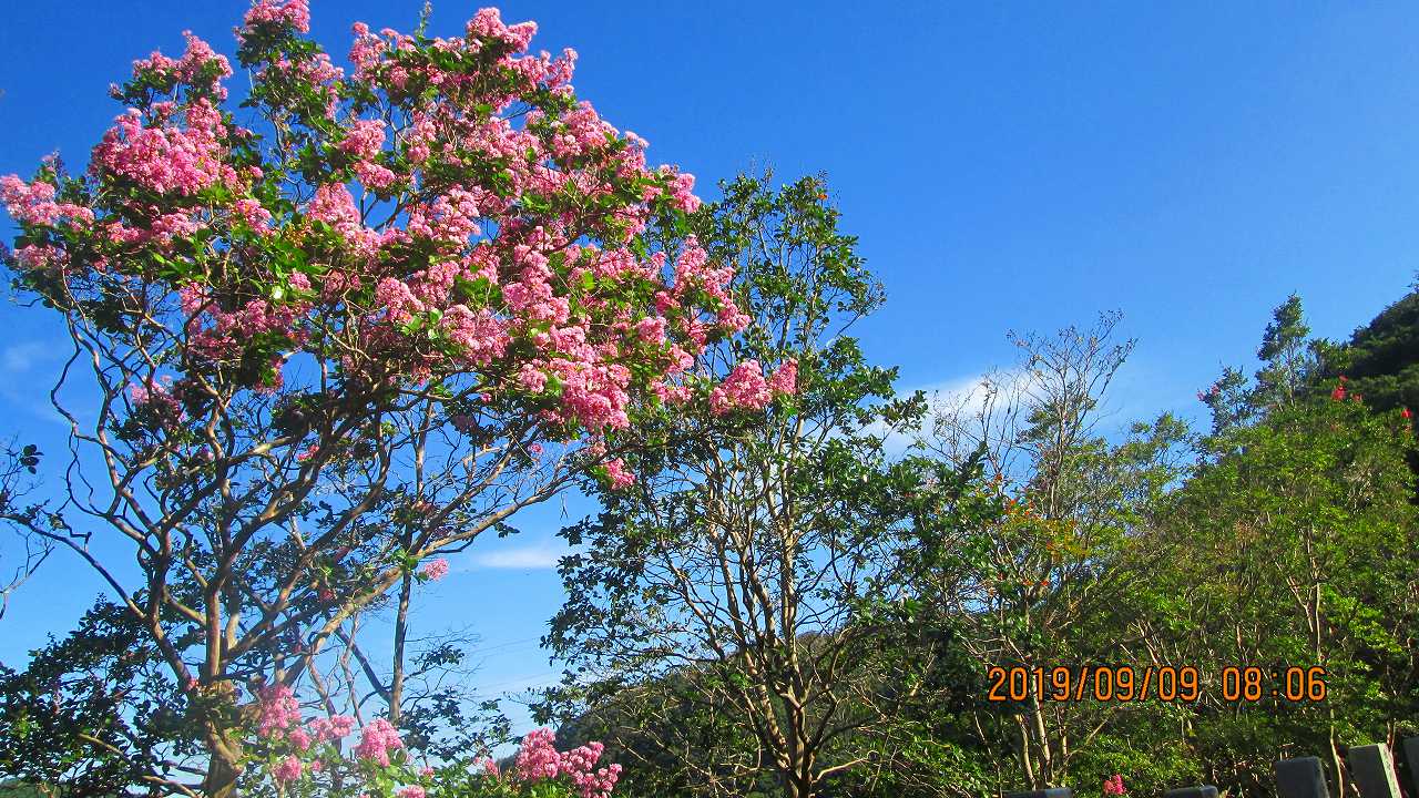 季節の樹木・花・5区階段墓域