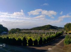 11区2番芝生墓所からの風景