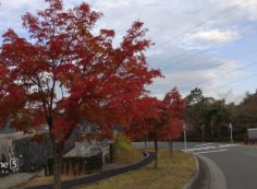 8区バス停手前風景（紅葉）