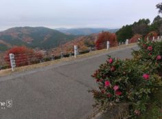 7区7番墓所上段駐車場・風景（山茶花）