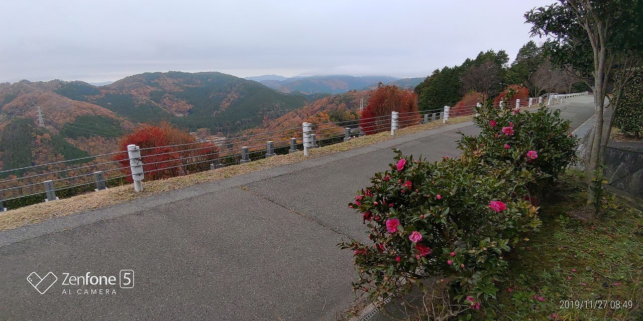 7区7番墓所上段駐車場・風景（山茶花）