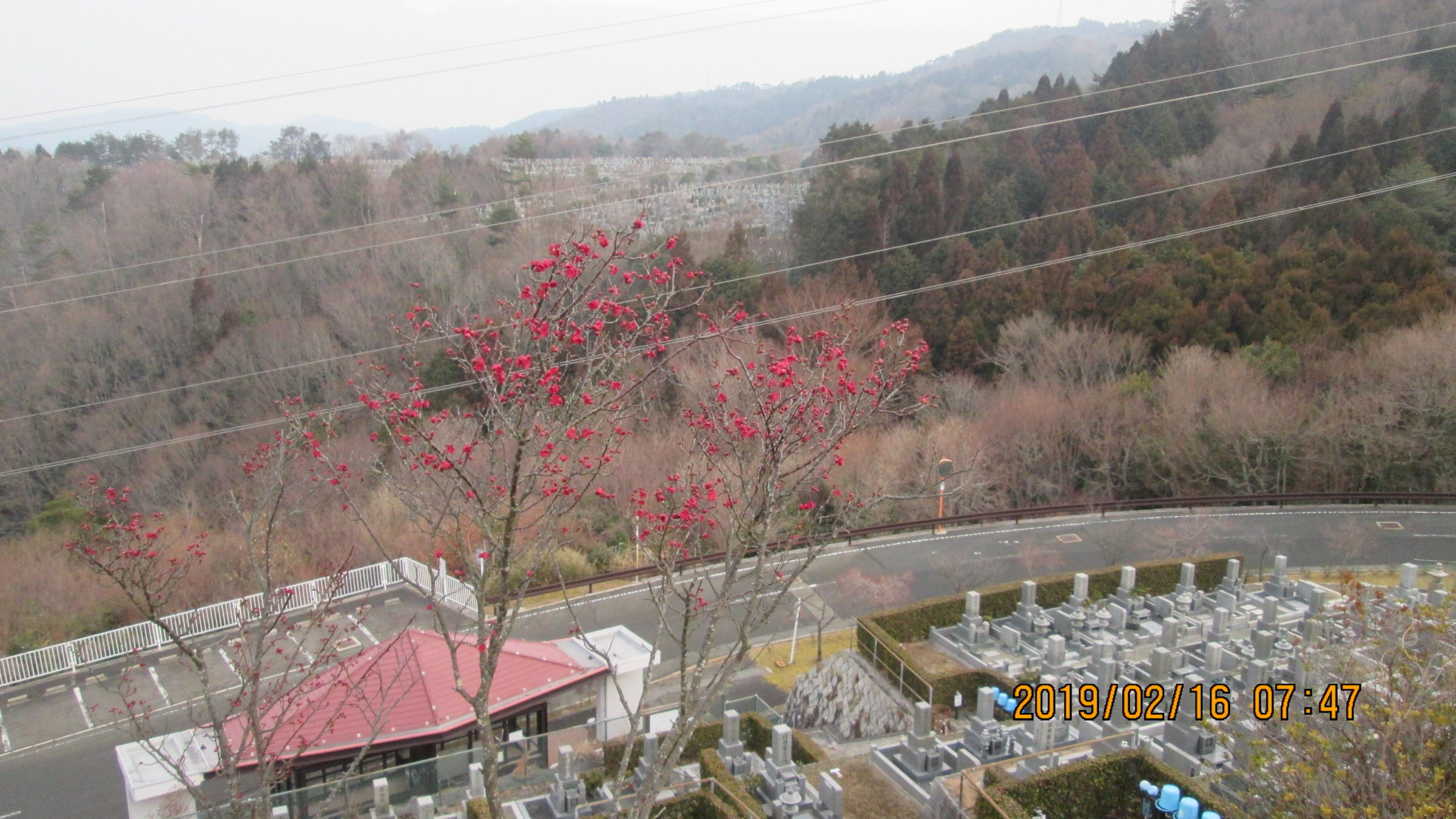 梅の花　開花情報　8区3番墓所①