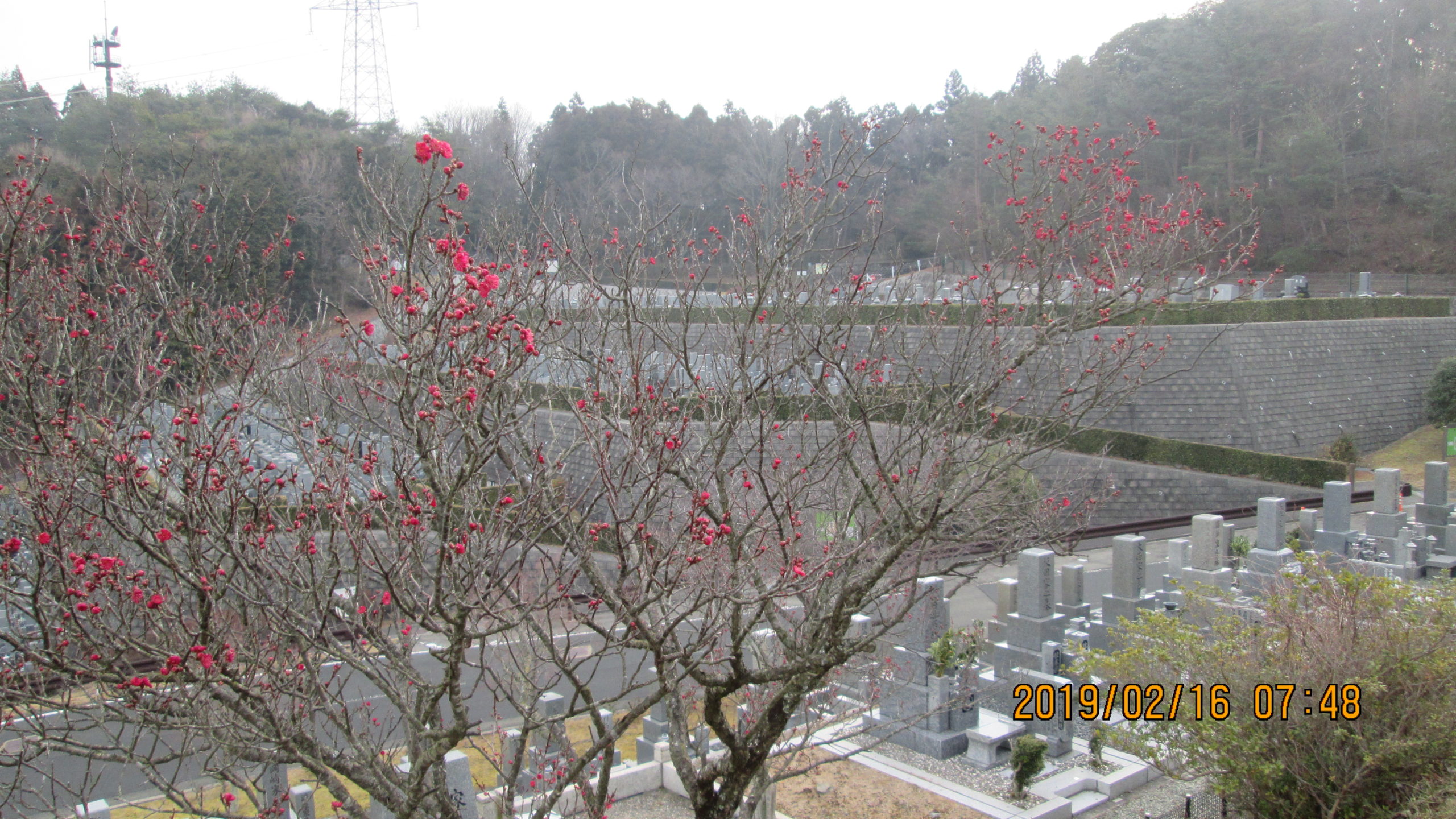 梅の花　開花情報　8区3番墓所①