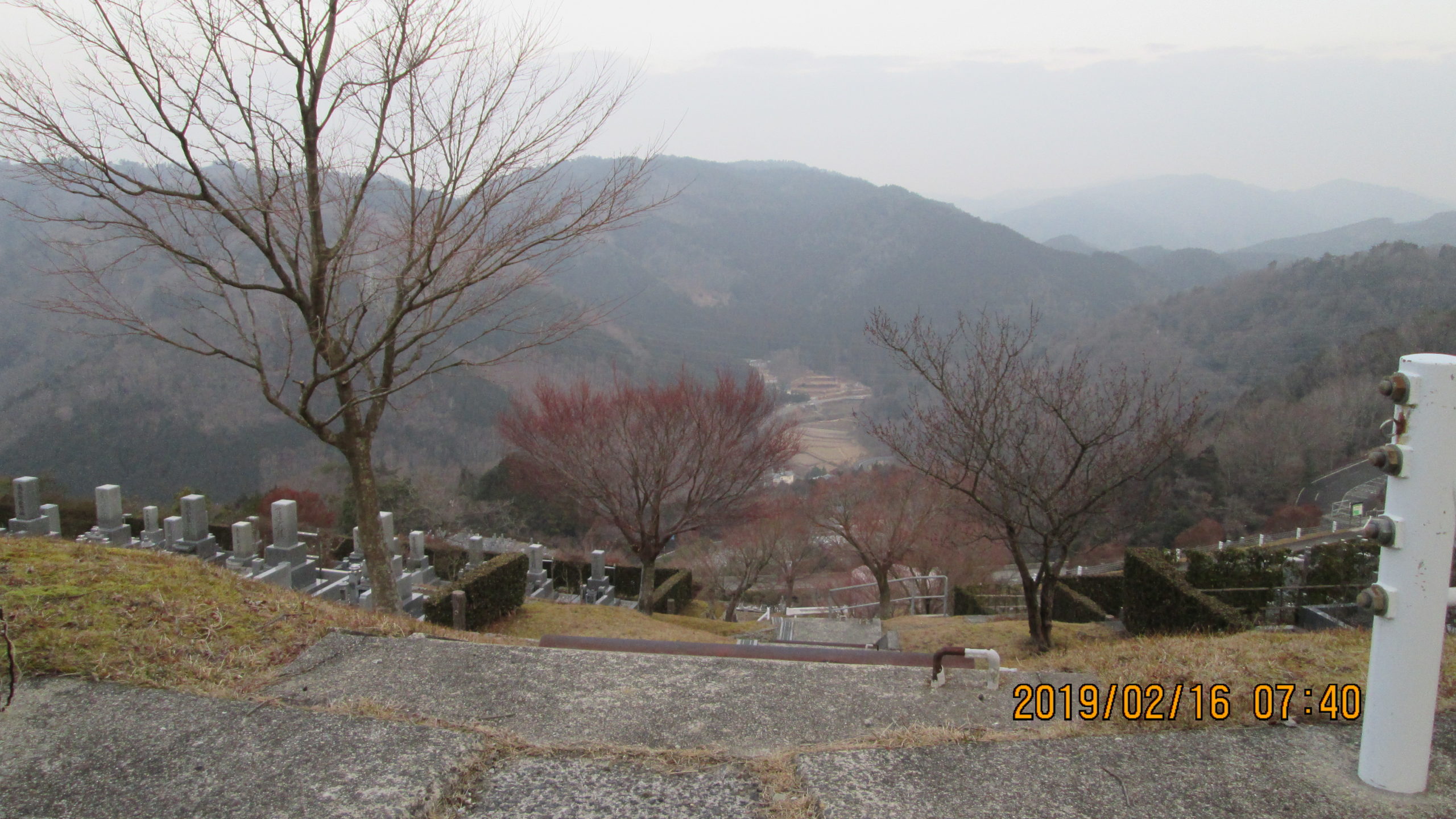 梅の花　開花情報　7区7番墓所　