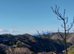 園内・梅花情報（8区3番墓所）蕾