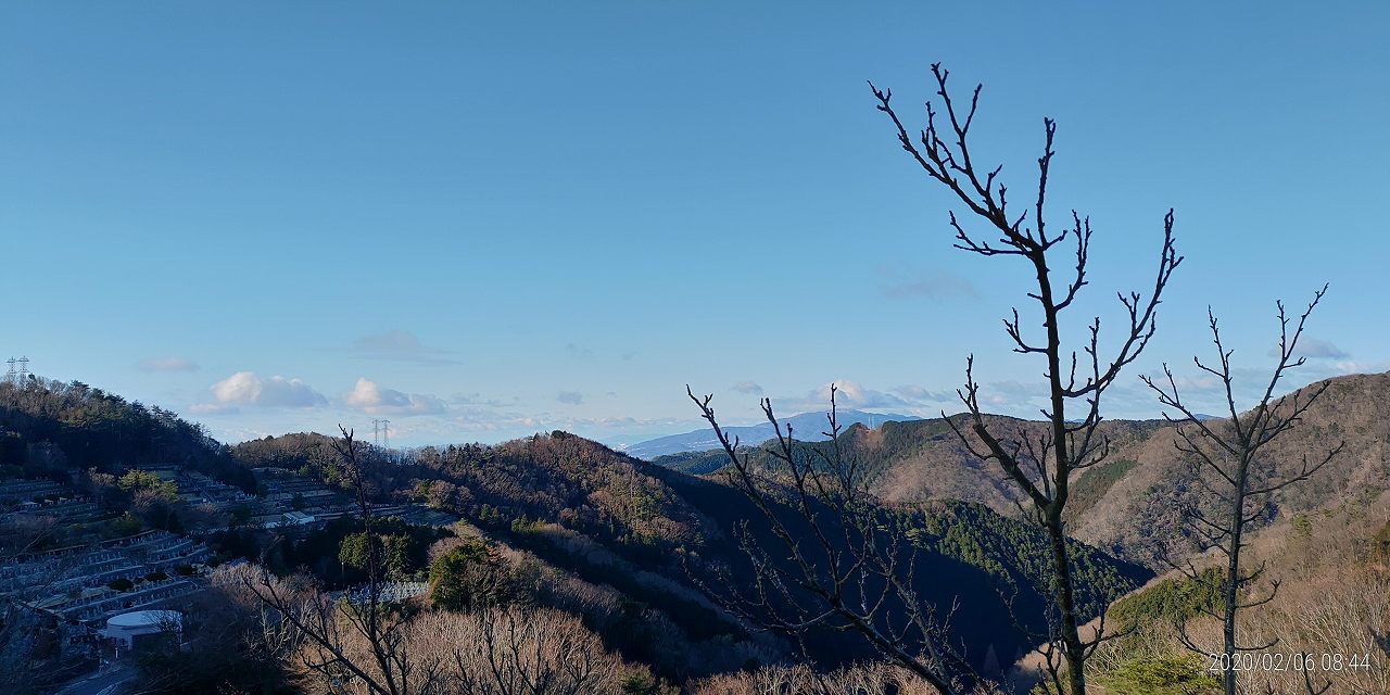 園内・梅花情報（8区3番墓所）蕾