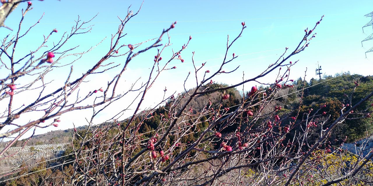 園内・梅花情報（8区3番墓所）蕾