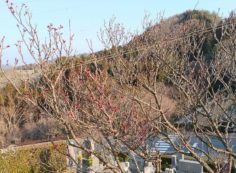 8区3/4番枝道　梅の木花盗人は風流のうち