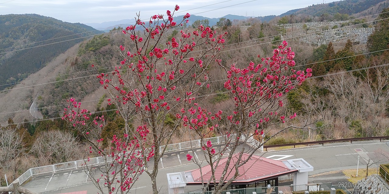 8区3番墓所「梅の花開花情報」③