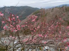 8区3番墓所「梅の花開花情報」④