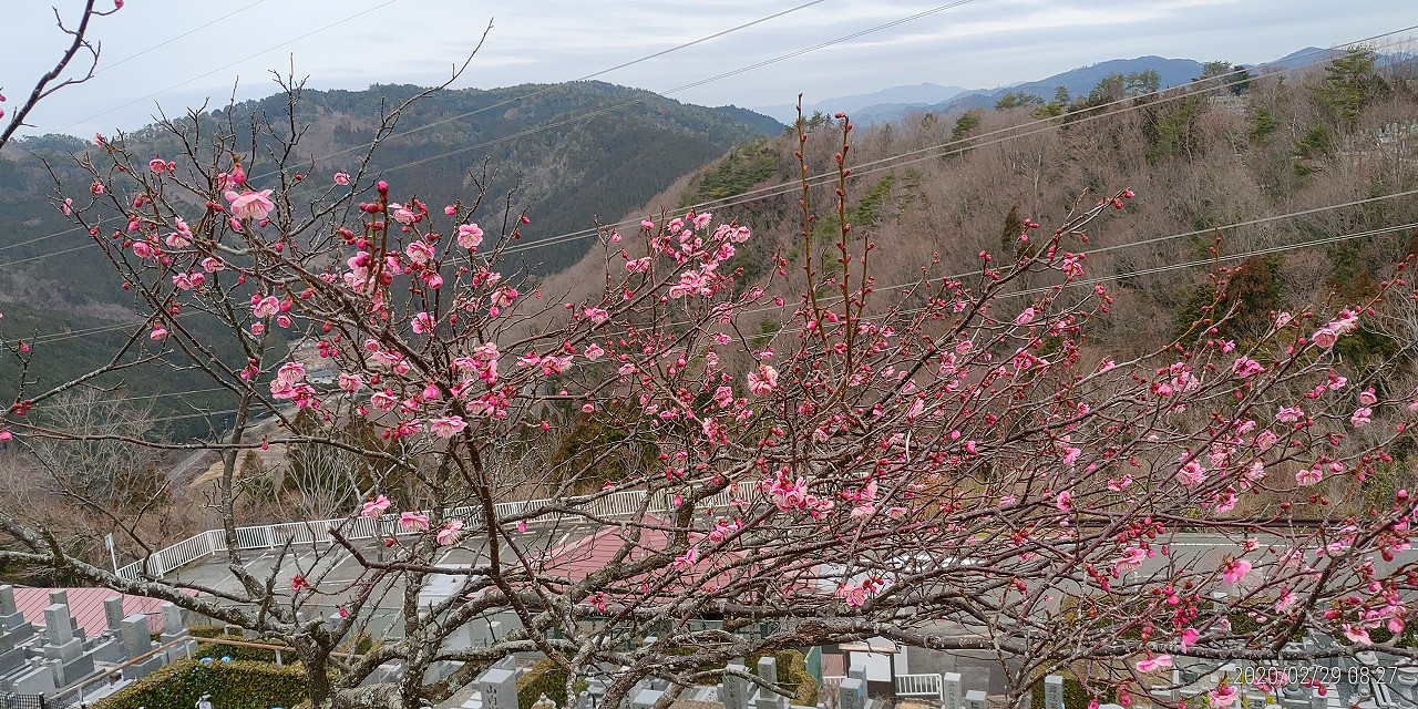 8区3番墓所「梅の花開花情報」④