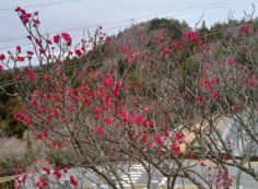 8区3番墓所「梅の花開花情報」⑤