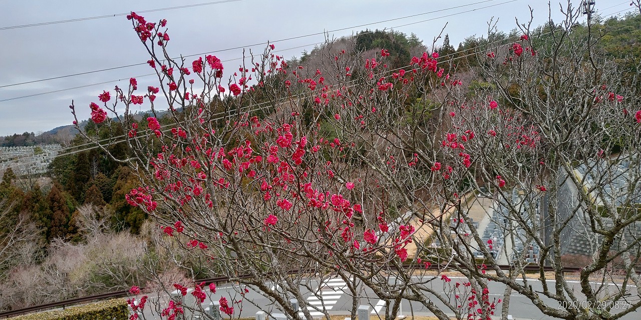 8区3番墓所「梅の花開花情報」⑤