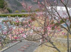 7区5番墓所「梅の花開花情報」②