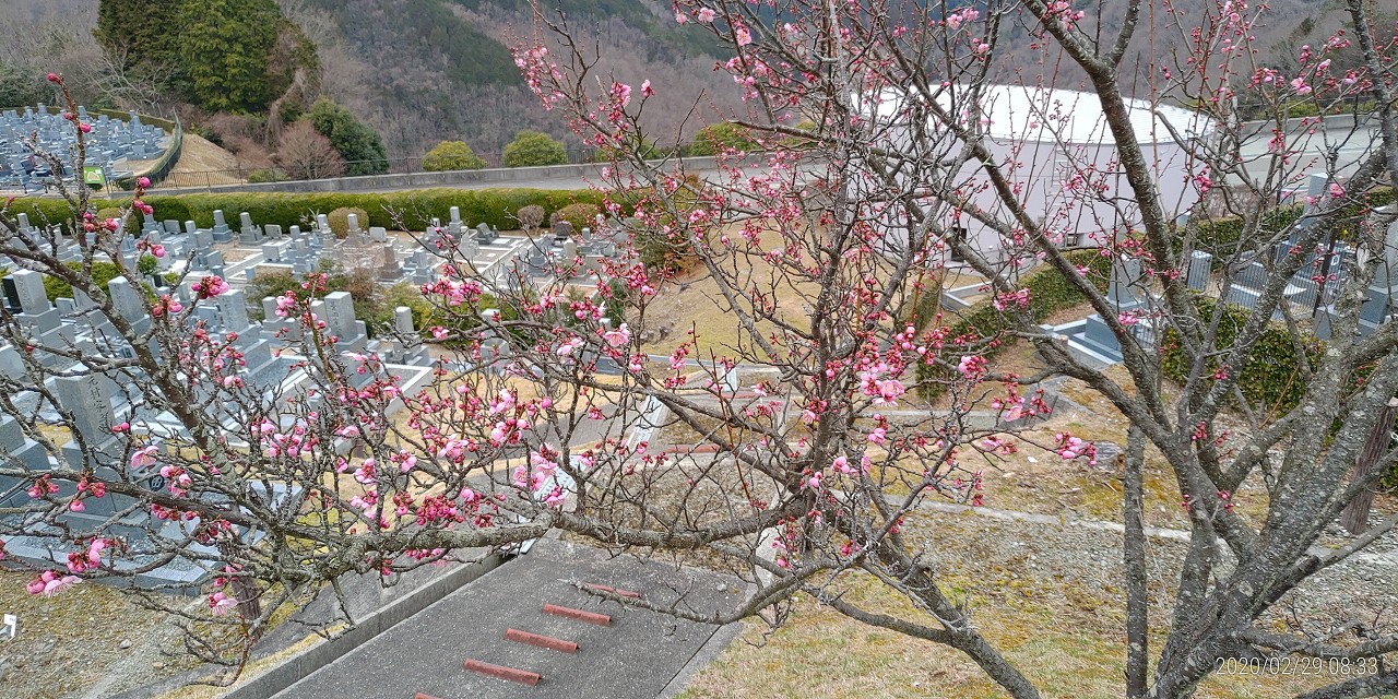 7区5番墓所「梅の花開花情報」②
