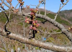 桜・開花情報・5区1番墓所（蕾）