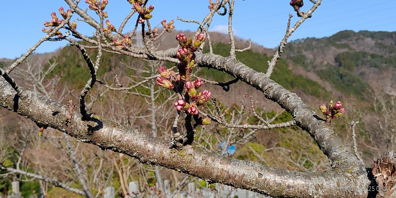 桜・開花情報・5区1番墓所（蕾）