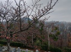3区5番墓所「桜情報」①