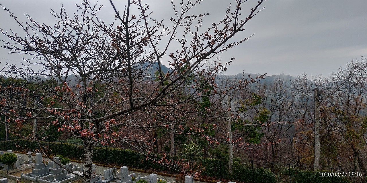 3区5番墓所「桜情報」①