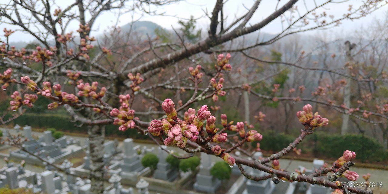 3区5番墓所「桜情報」②