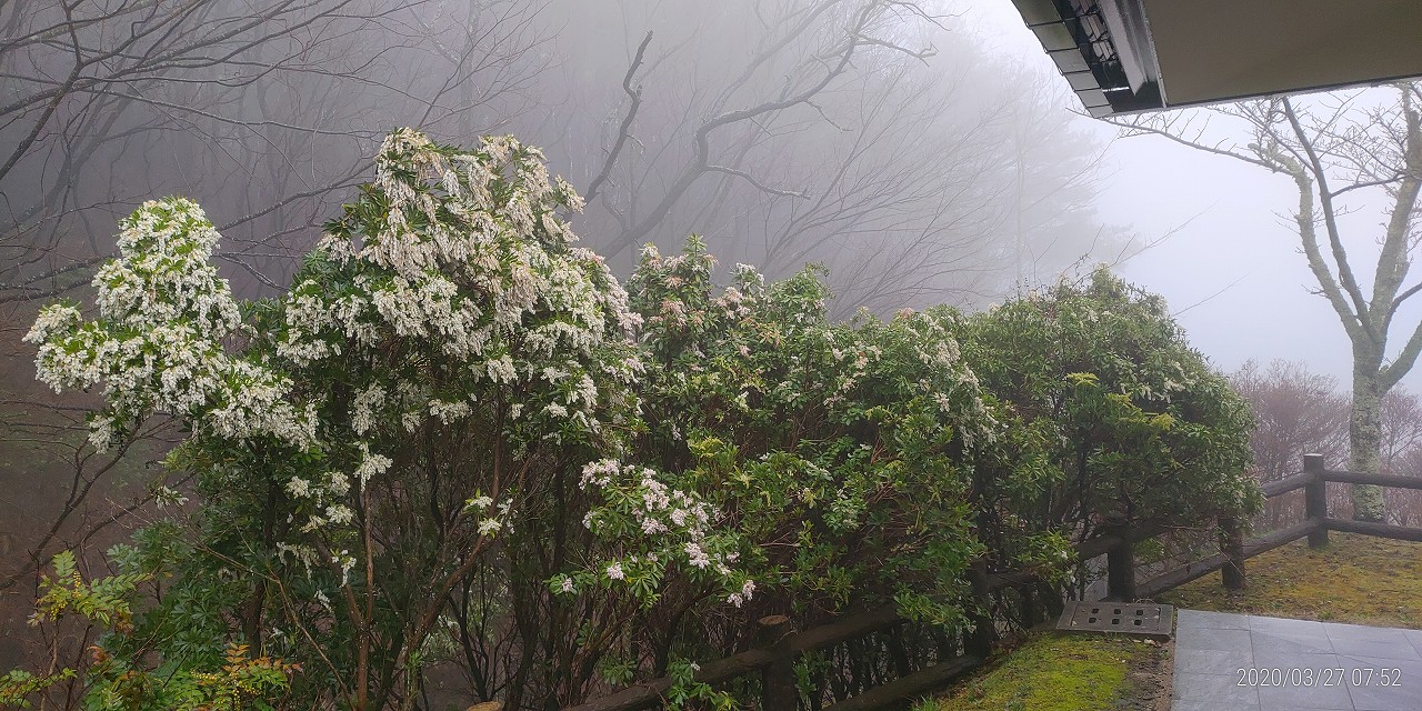 園内（開花情報）北口休憩所裏（アセビ）