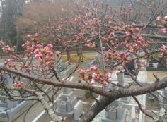 5区1番墓（桜・開花写真）②