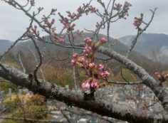 5区1番墓（桜・開花写真）③