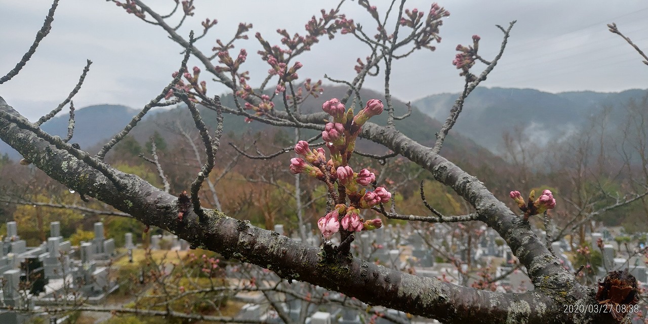 5区1番墓（桜・開花写真）③