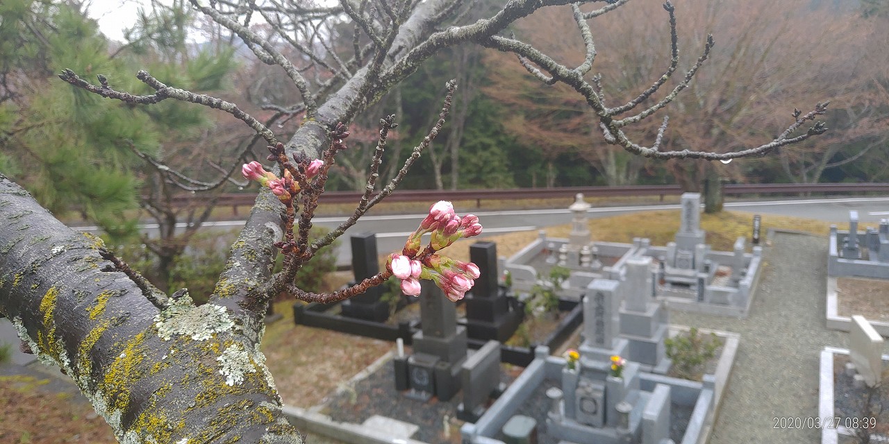 5区1番墓（桜・開花写真）④