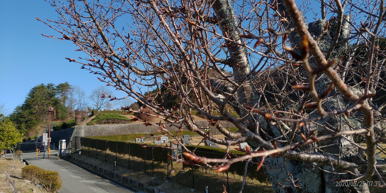 桜・開花情報・1区4番墓所（蕾）