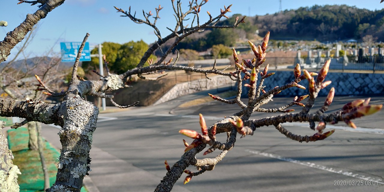 桜・開花情報・２区2番墓所横バス通り（蕾）