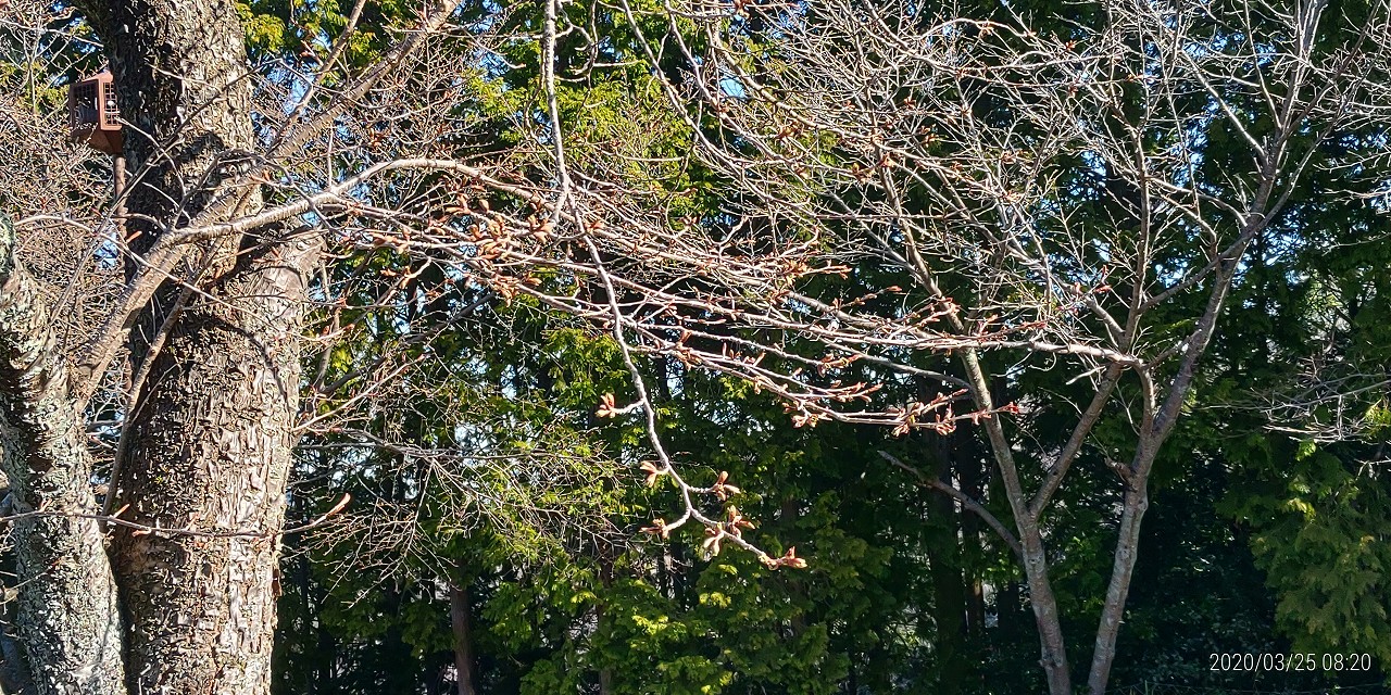 桜・開花情報・6区4番墓所（蕾）