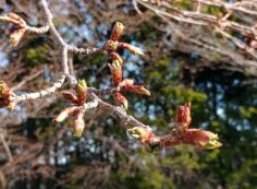 桜・開花情報・6区4番墓所（蕾）