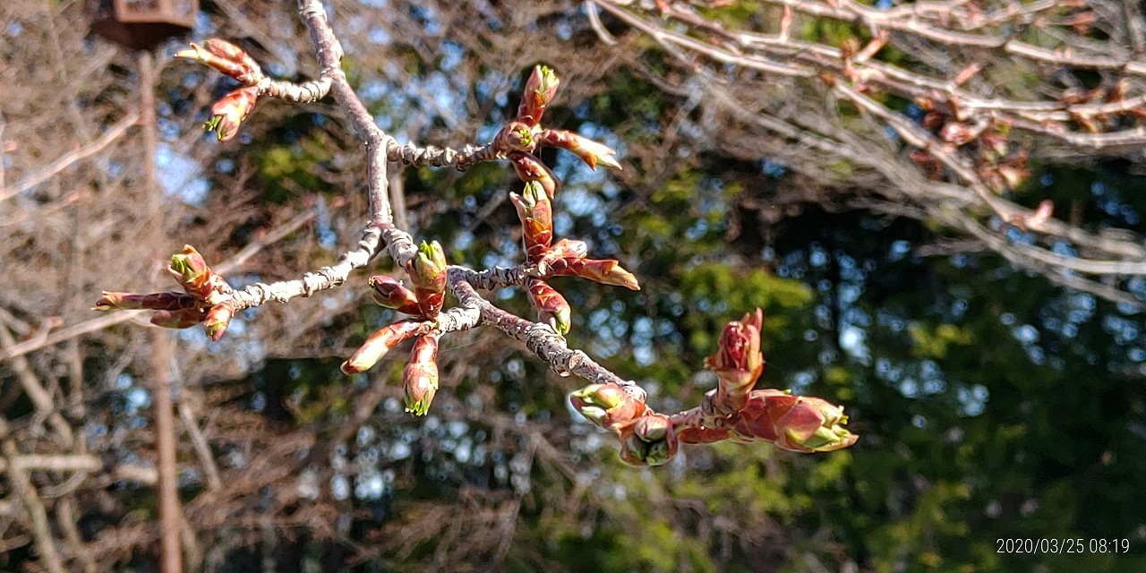 桜・開花情報・6区4番墓所（蕾）