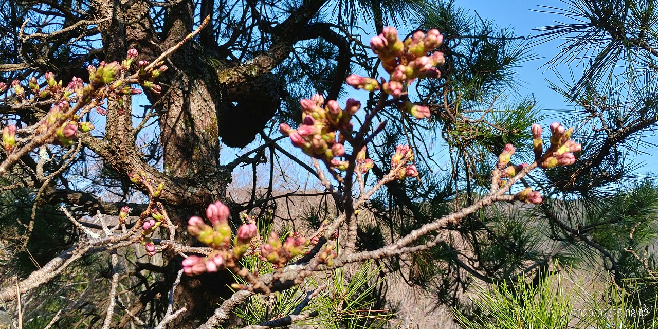 桜・開花情報・5区1番墓所（蕾）