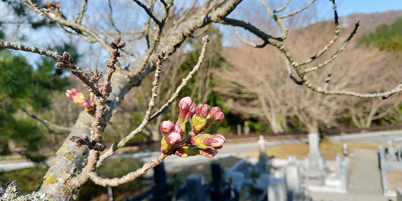 桜・開花情報　5区1番域（蕾）