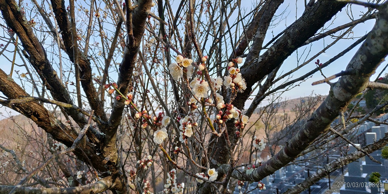 7区7番墓域　梅の花　②