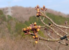 5区1番「桜」情報　蕾