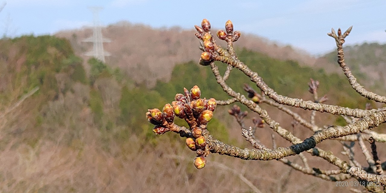 5区1番「桜」情報　蕾