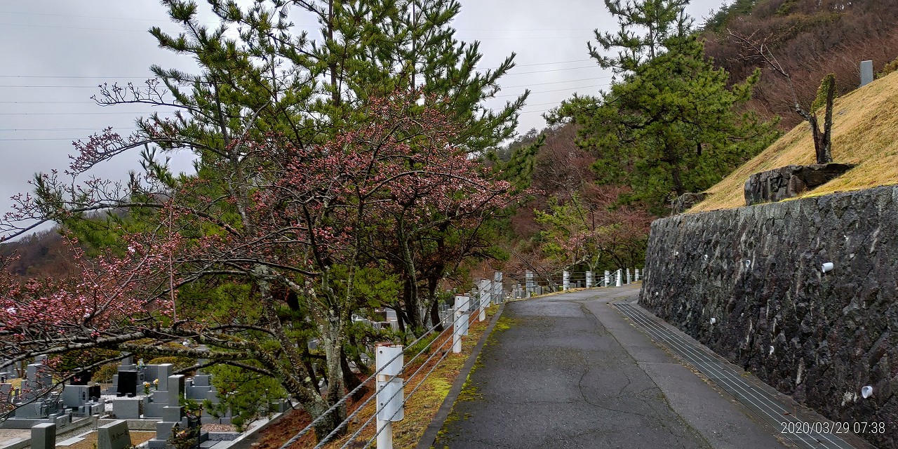 桜開花情報「5区1番墓所枝道」