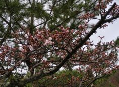 桜開花情報「5区1番墓所枝道」