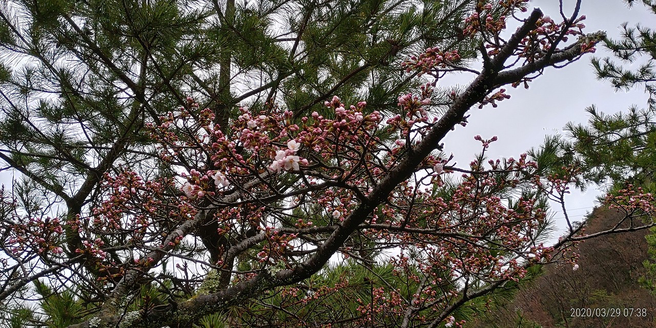 桜開花情報「5区1番墓所枝道」