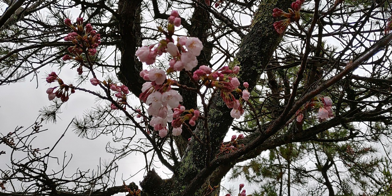 桜開花情報「5区1番墓所枝道」