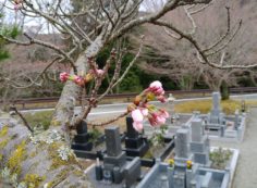 5区1番墓域「桜開花情報」　②