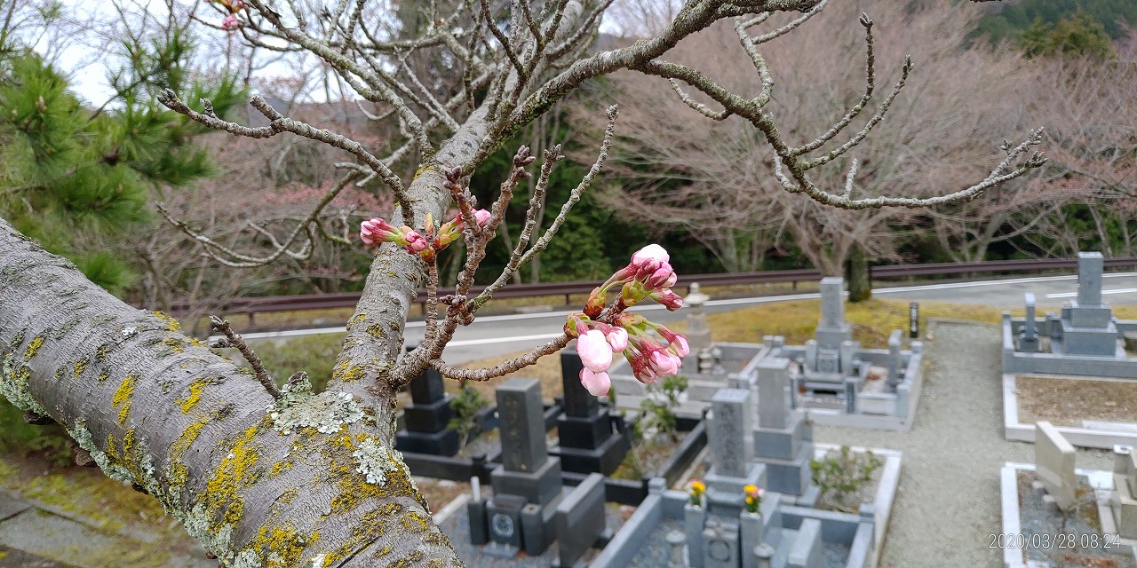 5区1番墓域「桜開花情報」　②