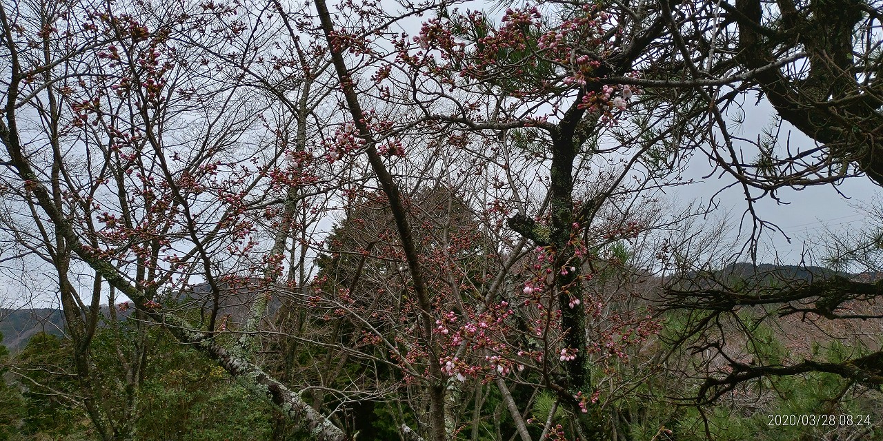 5区1番墓域「桜開花情報」　③