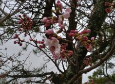 5区1番墓域「桜開花情報」　④
