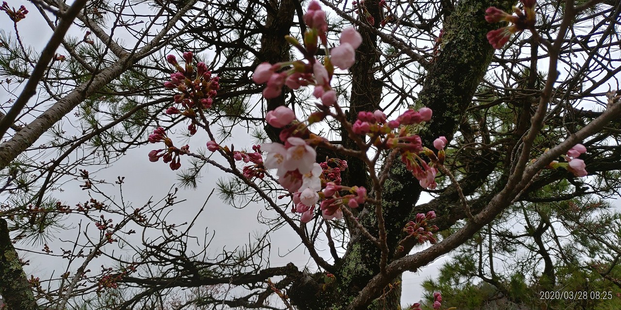 5区1番墓域「桜開花情報」　④