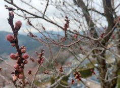 令和2年03月01日　友引　日曜日