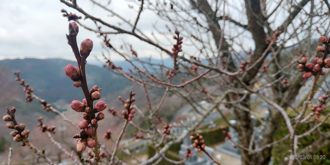 梅ノ木・開花情報（7区7番墓所）